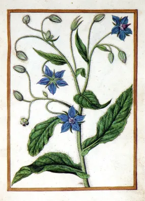 Jacques le Moyne de Morgues (French, ca. 1533-1588), Common Borage